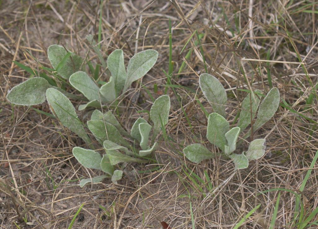 Helichrysum arenarium (door Peter Meininger)