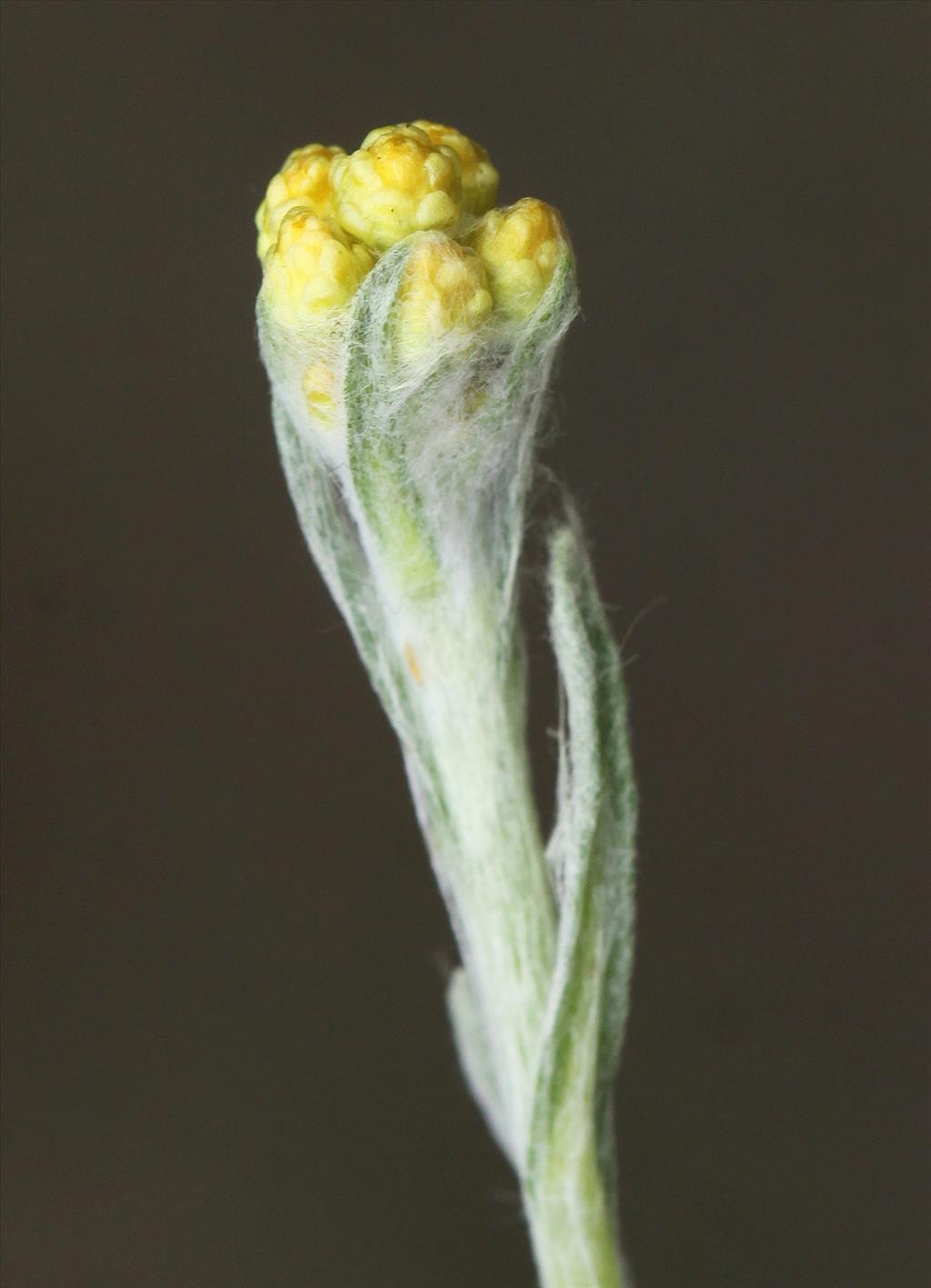 Helichrysum arenarium (door Peter Meininger)