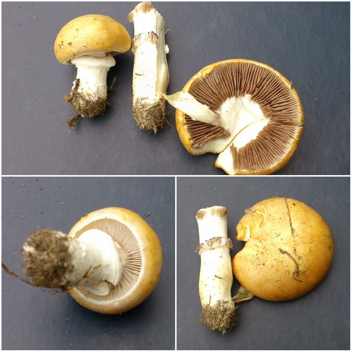 Stropharia coronilla (door Michel Beeckman)