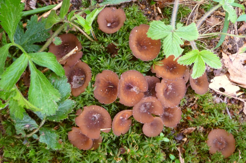 Stromatinia rapulum (door Gio van Bernebeek )