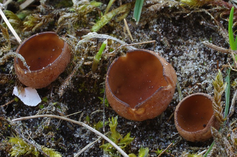 Stromatinia rapulum (door Hans Adema)