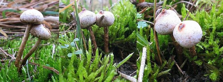 Tulostoma brumale (door Freddy van Nieulande)