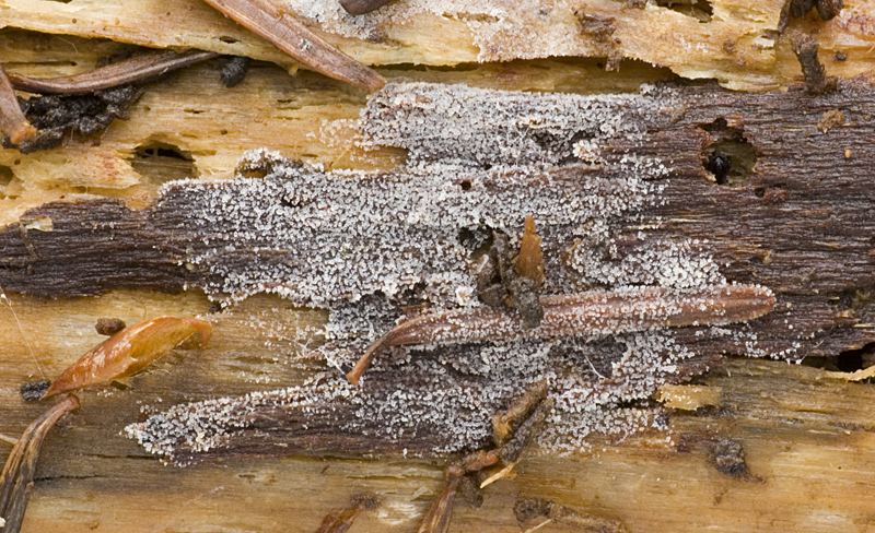 Stypella vermiformis (door Nico Dam)