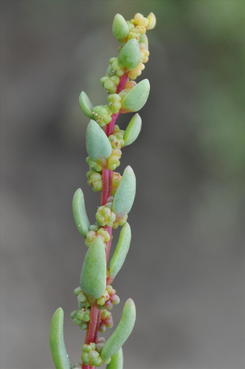 Suaeda maritima (door Hans Toetenel)