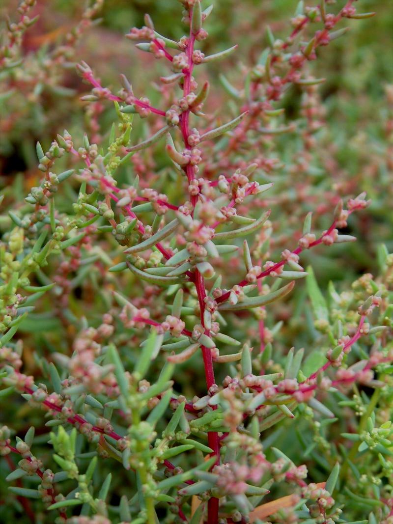 Suaeda maritima (door Adrie van Heerden)