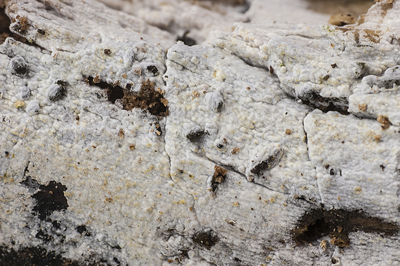 Subulicystidium longisporum (door Nico Dam)