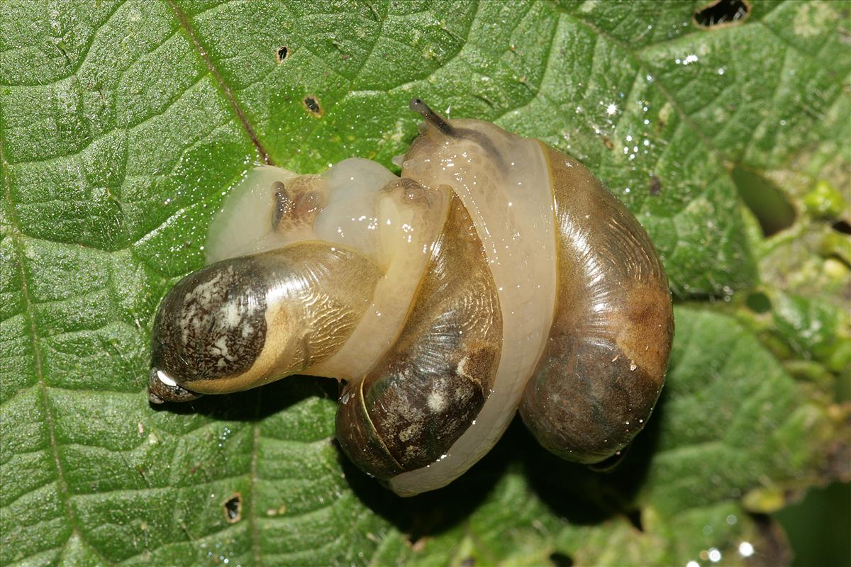 Succinea putris (door Jan Kersten)