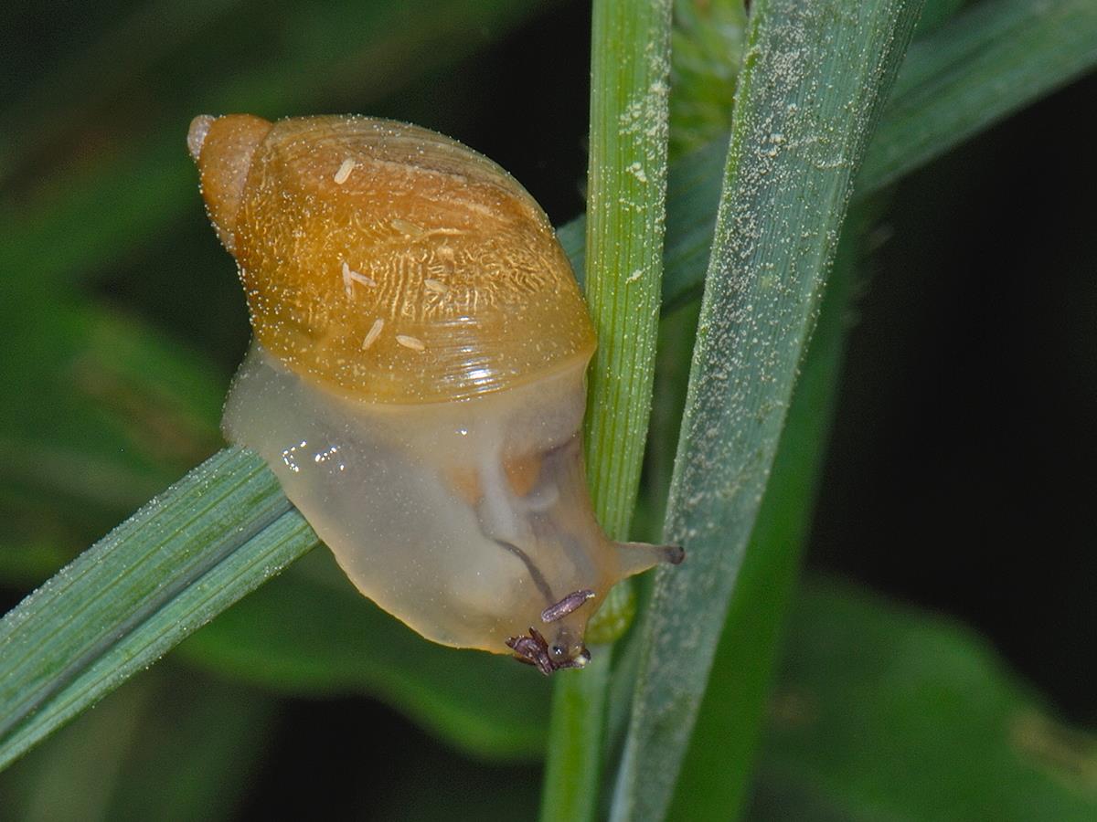 Succinea putris (door Ab H. Baas)