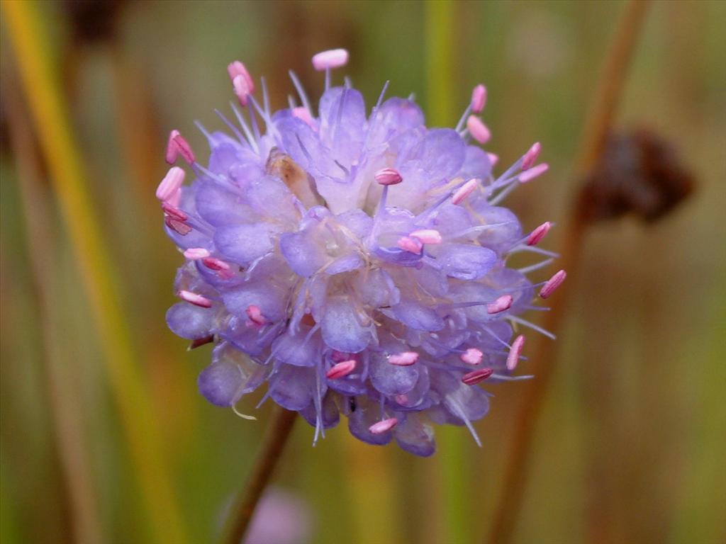 Succisa pratensis (door Adrie van Heerden)