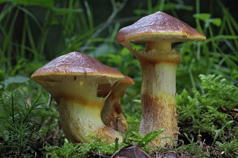 Suillus grevillei (door Gerben Winkel)