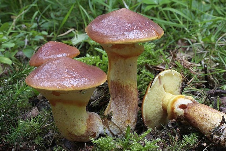 Suillus grevillei (door Gerben Winkel)