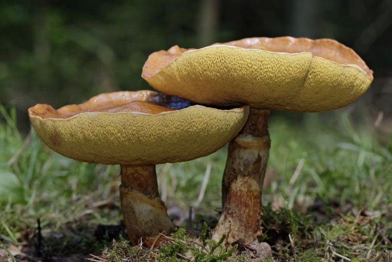 Suillus grevillei (door Gerben Winkel)