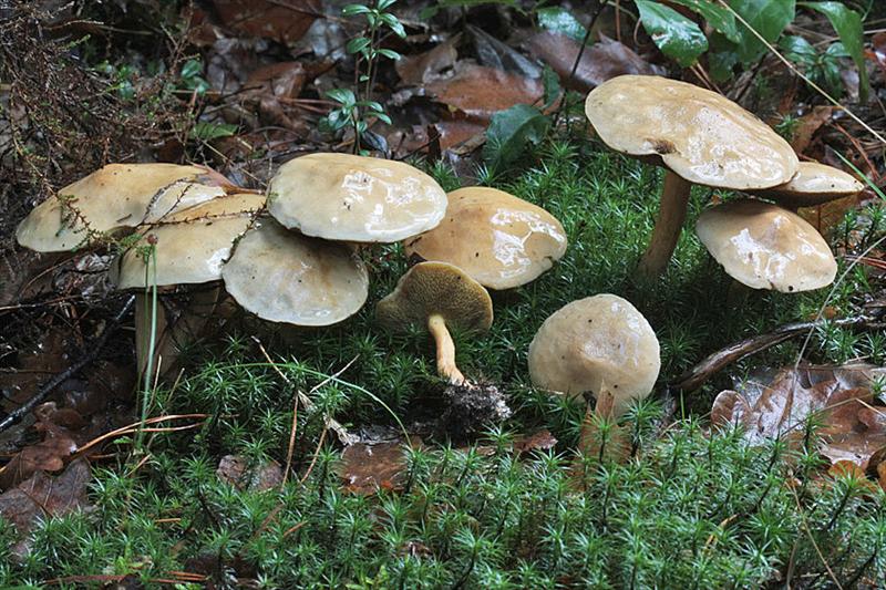 Suillus bovinus (door Menno Boomsluiter)