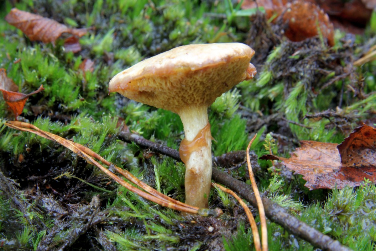 Suillus flavidus (door Eef Arnolds)