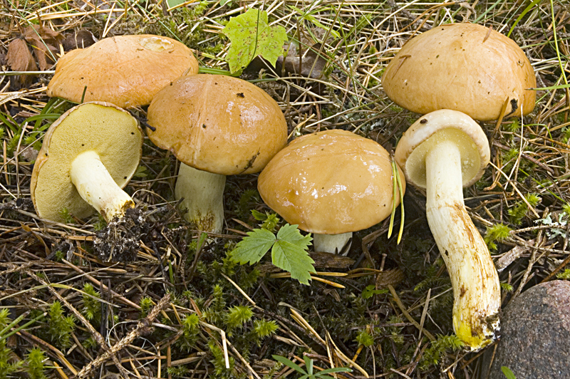 Suillus granulatus (door Nico Dam)