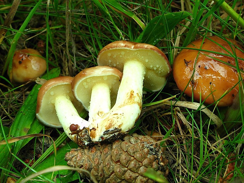 Suillus granulatus (door Martijn Oud)