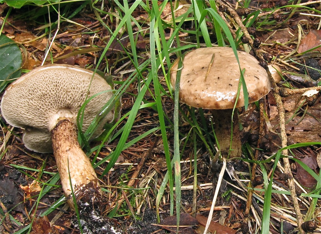 Suillus viscidus (door Carel Breukink)