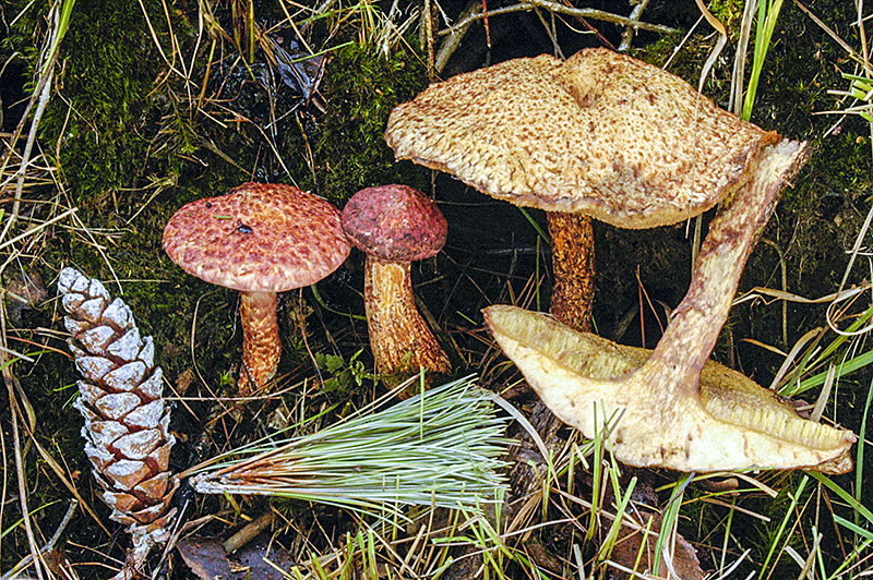 Suillus spraguei (door Nico Dam)