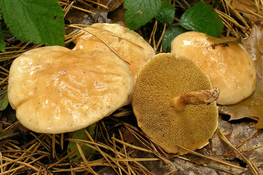 Suillus bovinus (door Henk Huijser)