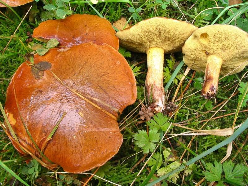 Suillus collinitus (door Martijn Oud)