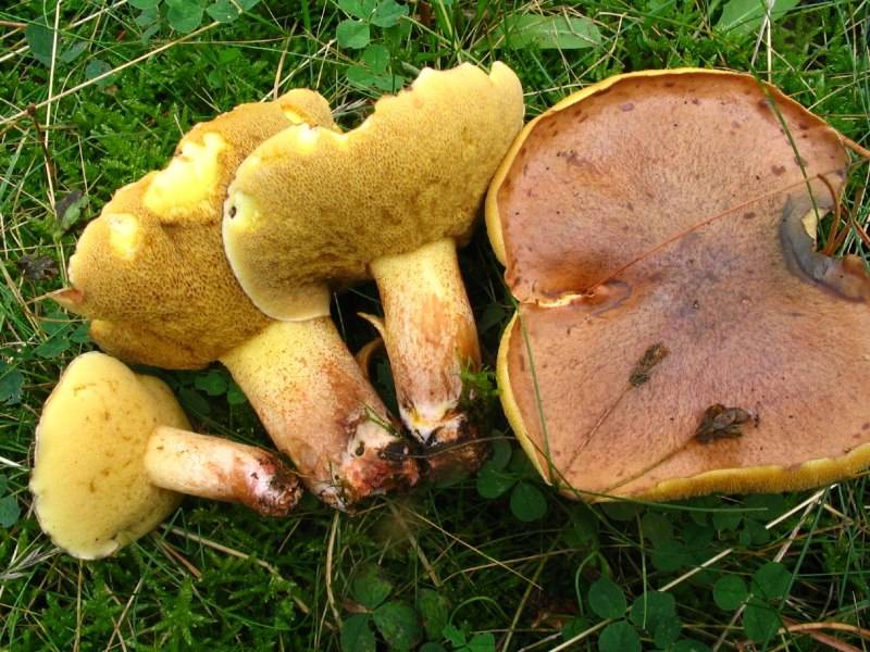 Suillus collinitus (door Martijn Oud)