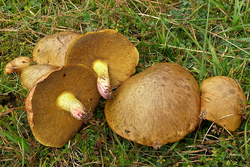 Suillus collinitus (door Henk Huijser)