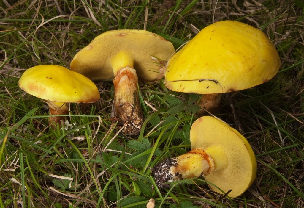 Suillus grevillei (door Aldert Gutter)