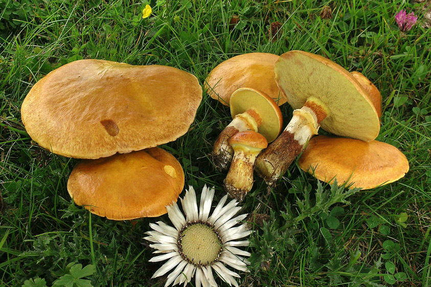 Suillus grevillei (door Henk Huijser)