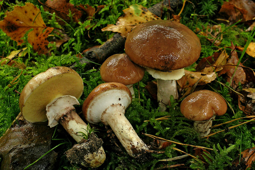 Suillus luteus (door Henk Huijser)