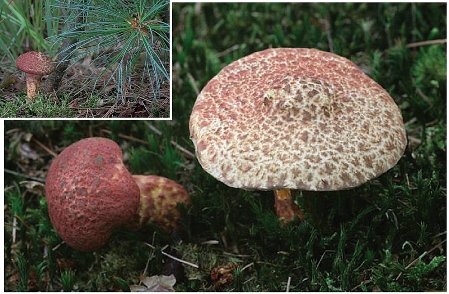 Suillus spraguei (door Herman Groenauwe)