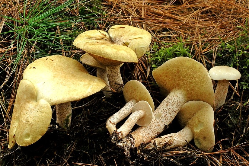 Suillus placidus (door Henk Huijser)