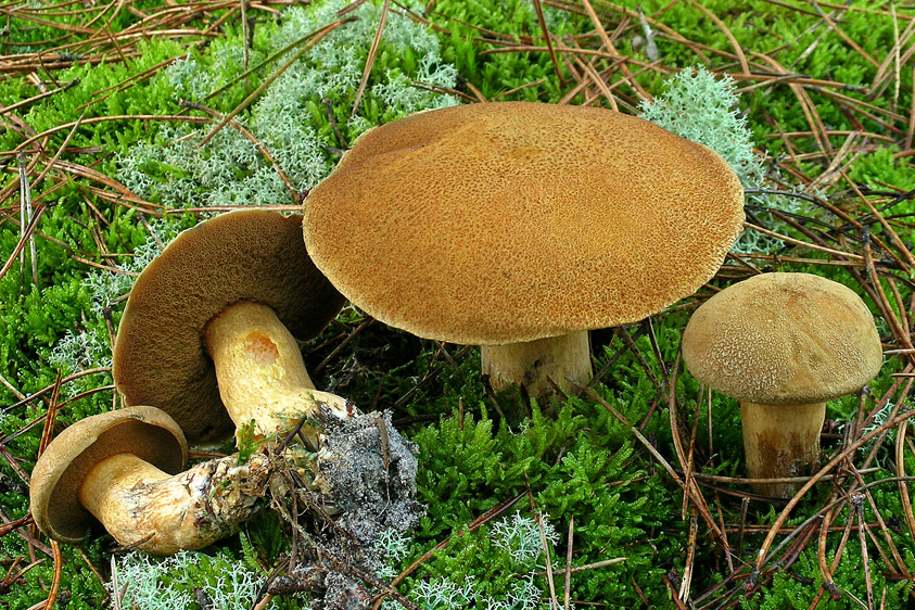 Suillus variegatus (door Henk Huijser)