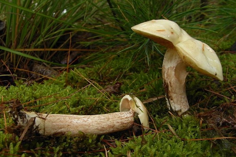 Suillus placidus (door Rob Chrispijn)