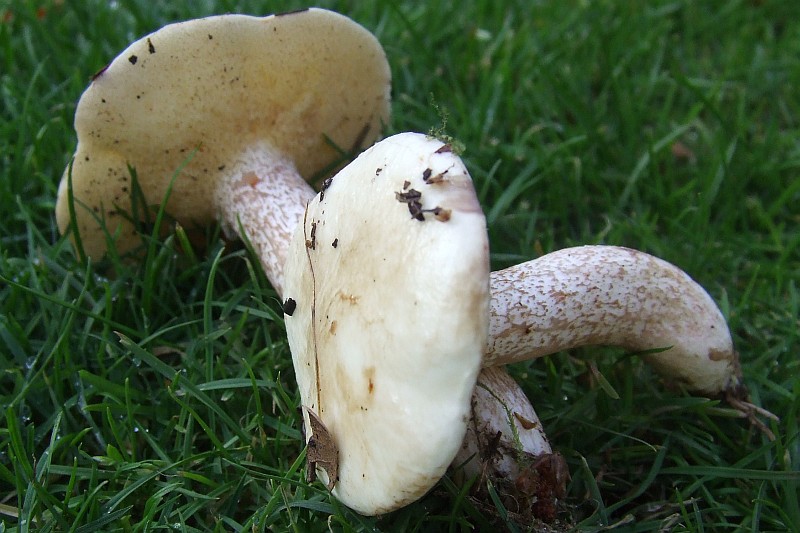 Suillus placidus (door Peter van den Eijnde)