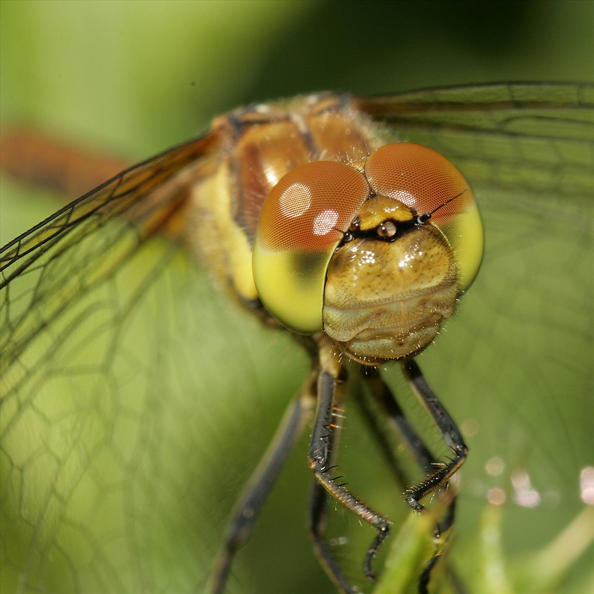 Sympetrum striolatum (door Jan Kersten)
