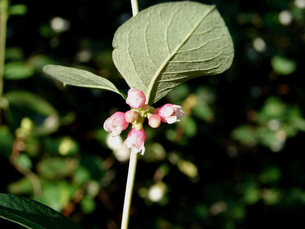 Symphoricarpos albus (door Adrie van Heerden)