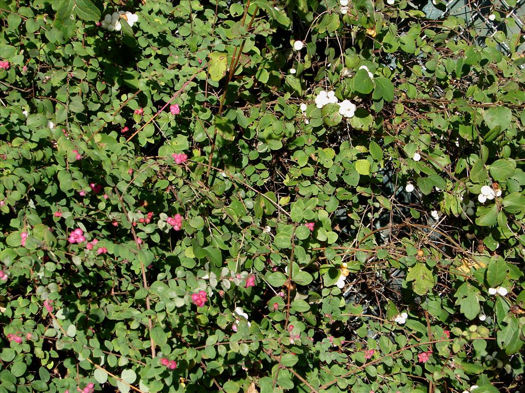 Symphoricarpos x chenaultii (door Adrie van Heerden)