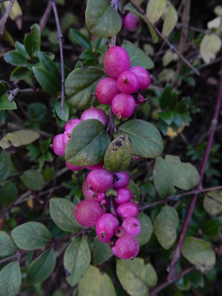 Symphoricarpos x chenaultii (door Ed Stikvoort | saxifraga.nl)