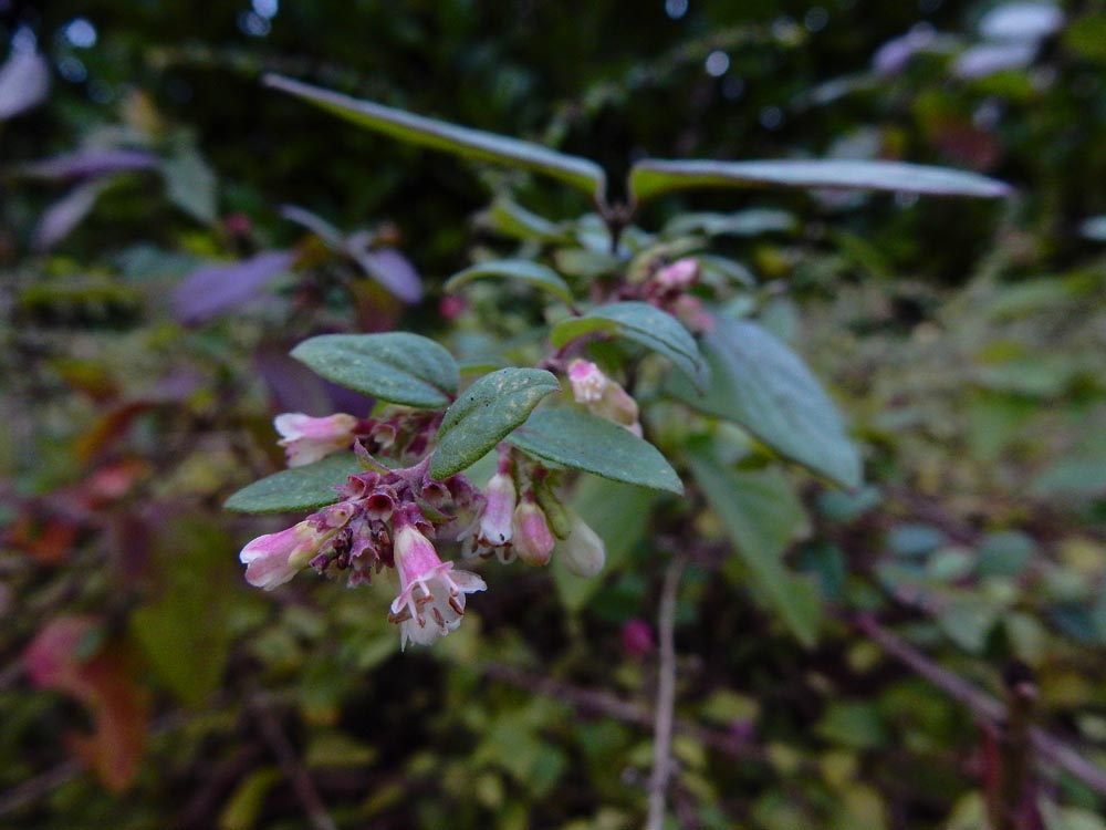 Symphoricarpos x chenaultii (door Ed Stikvoort | saxifraga.nl)