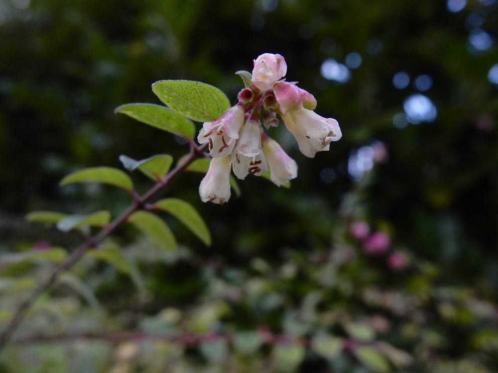 Symphoricarpos x chenaultii (door Ed Stikvoort | saxifraga.nl)