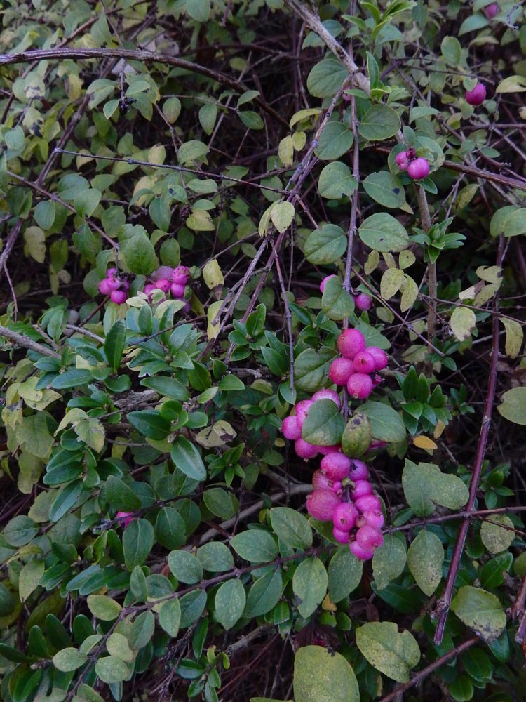 Symphoricarpos x chenaultii (door Ed Stikvoort | saxifraga.nl)