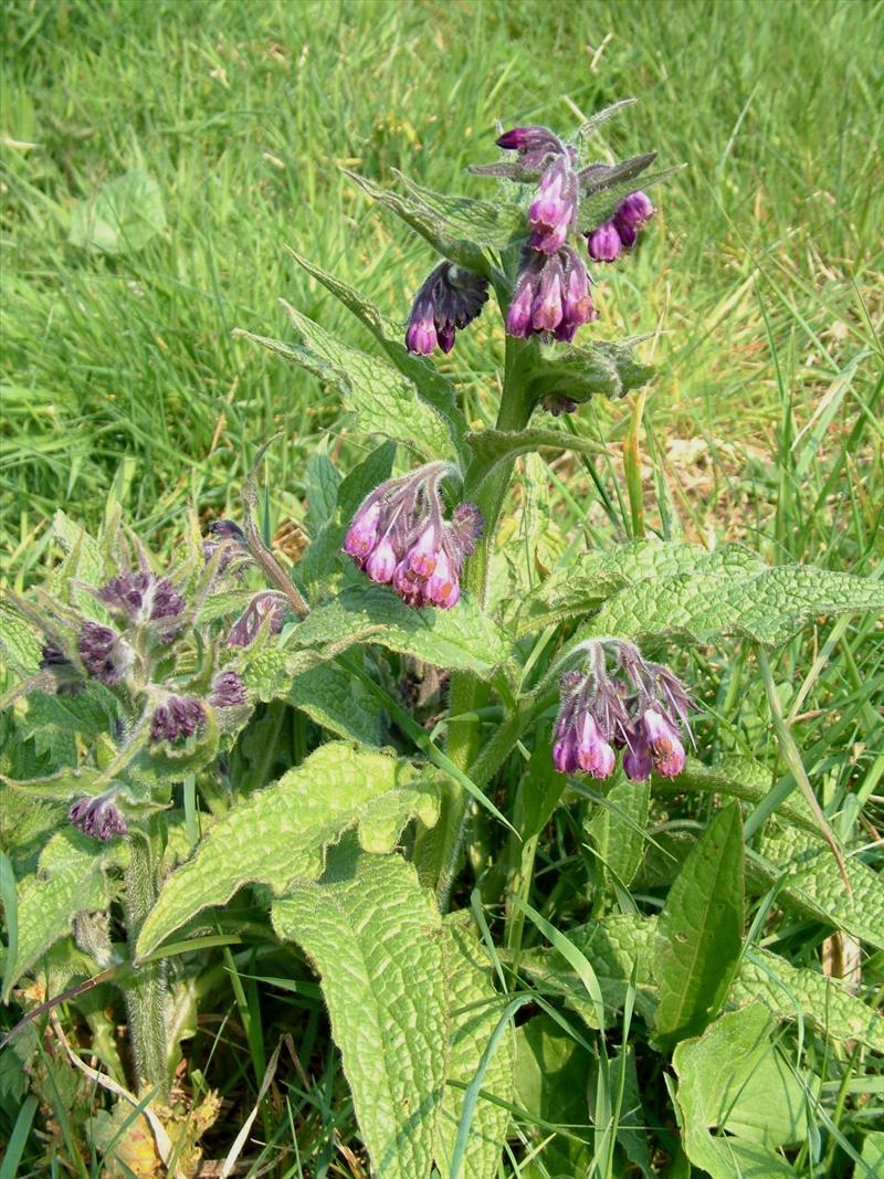 Symphytum officinale (door Adrie van Heerden)