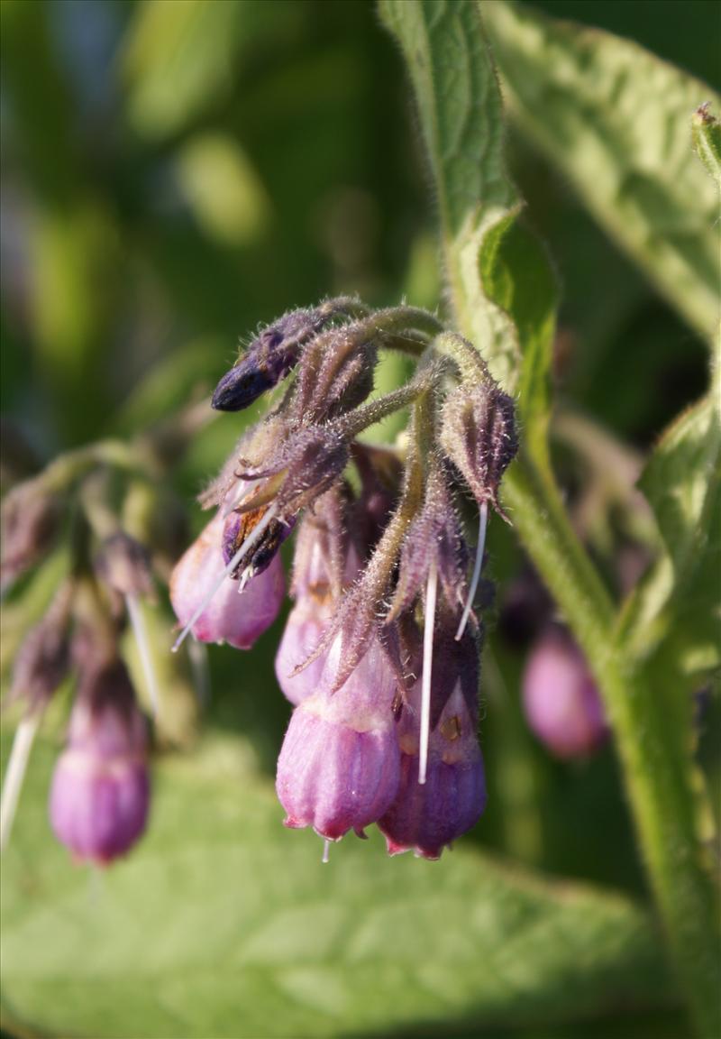 Symphytum officinale (door Adrie van Heerden)