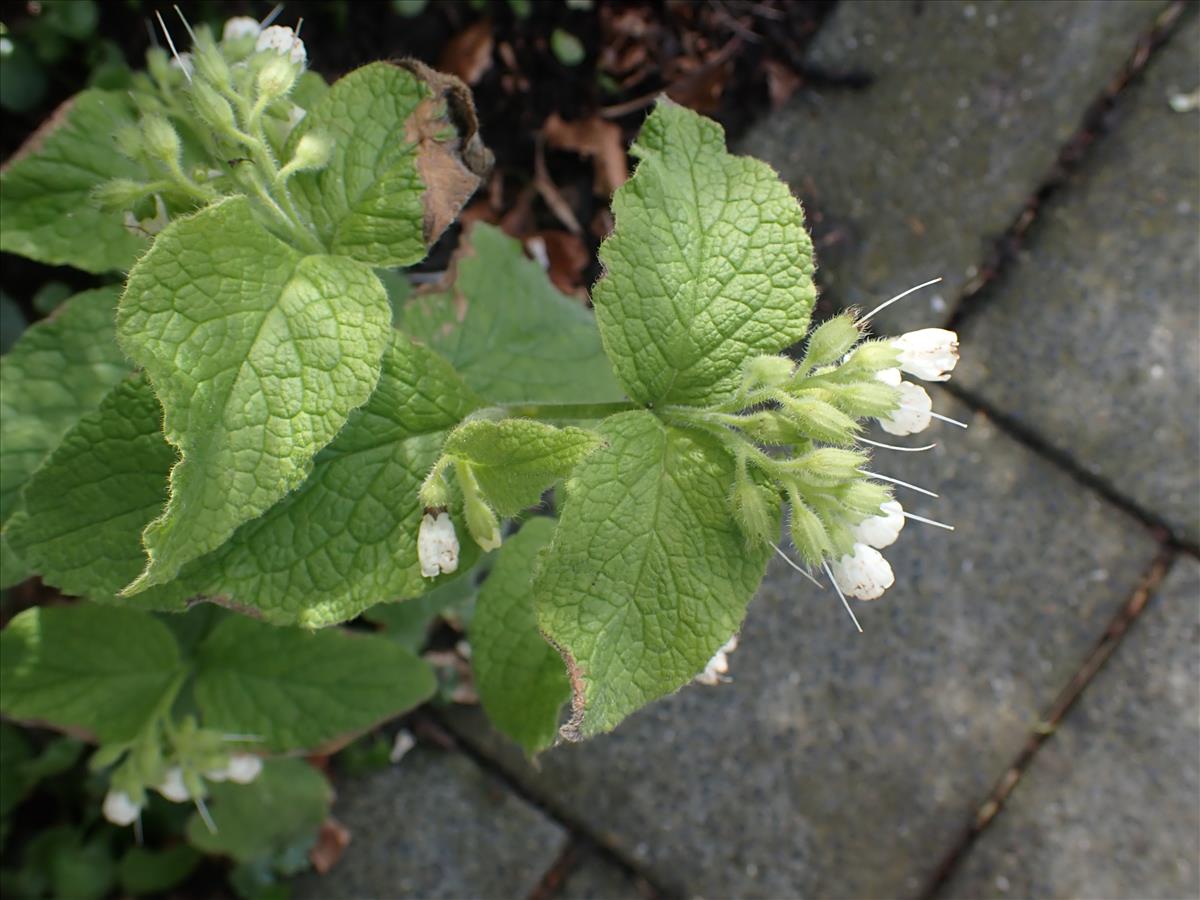 Symphytum orientale (door Aad van Diemen)