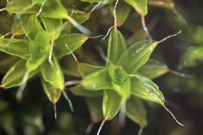 Syntrichia ruralis var. calcicola (door Klaas van der Veen)