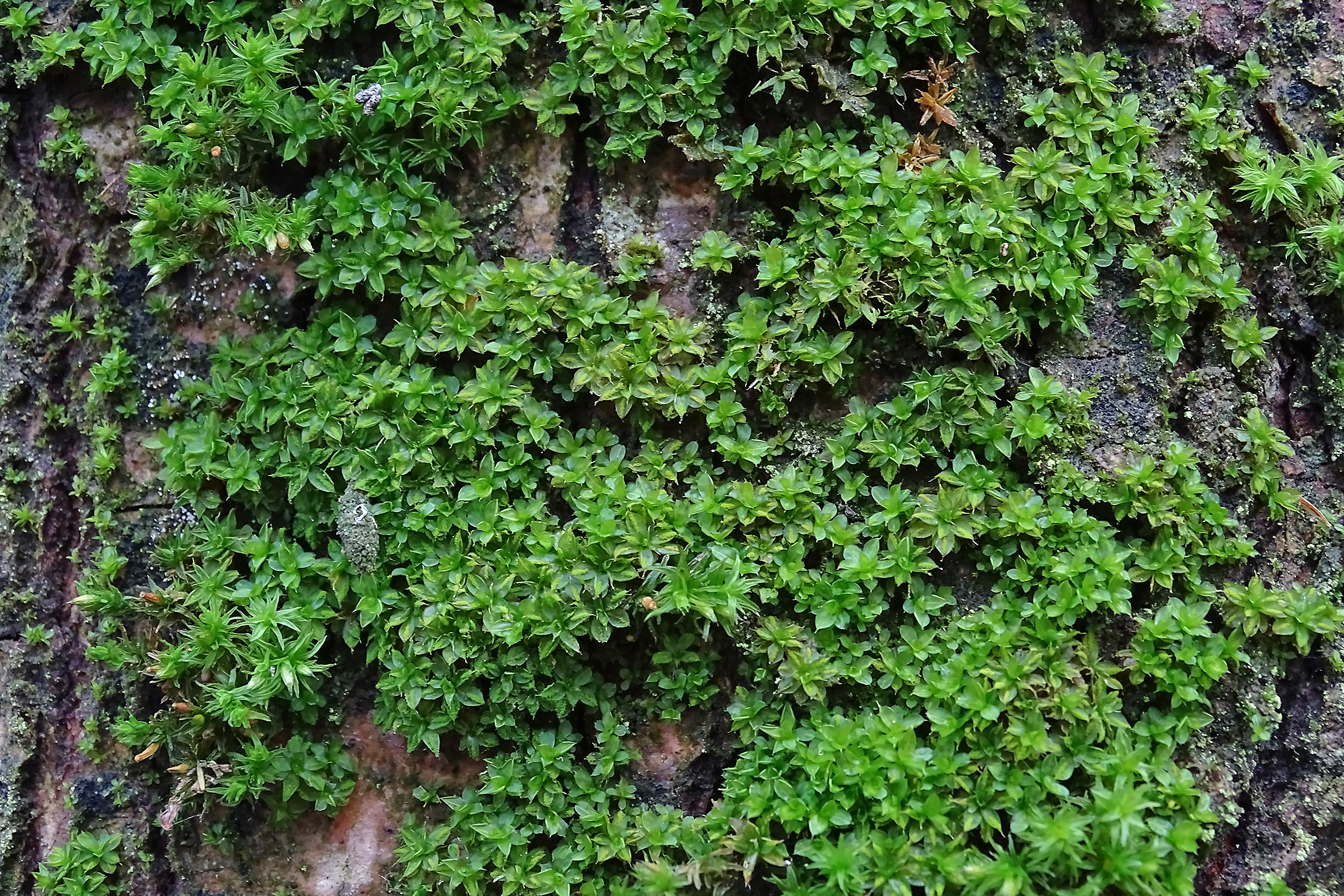 Syntrichia papillosa (door Jan Kersten)