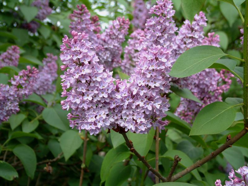 Syringa vulgaris (door Adrie van Heerden)