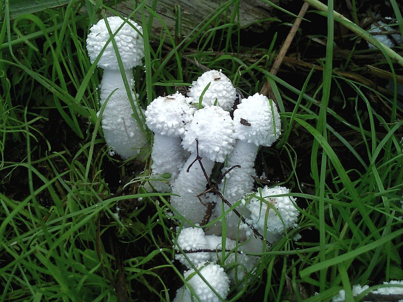 Leucocoprinus cretaceus (door Wim Hoogendoorn)