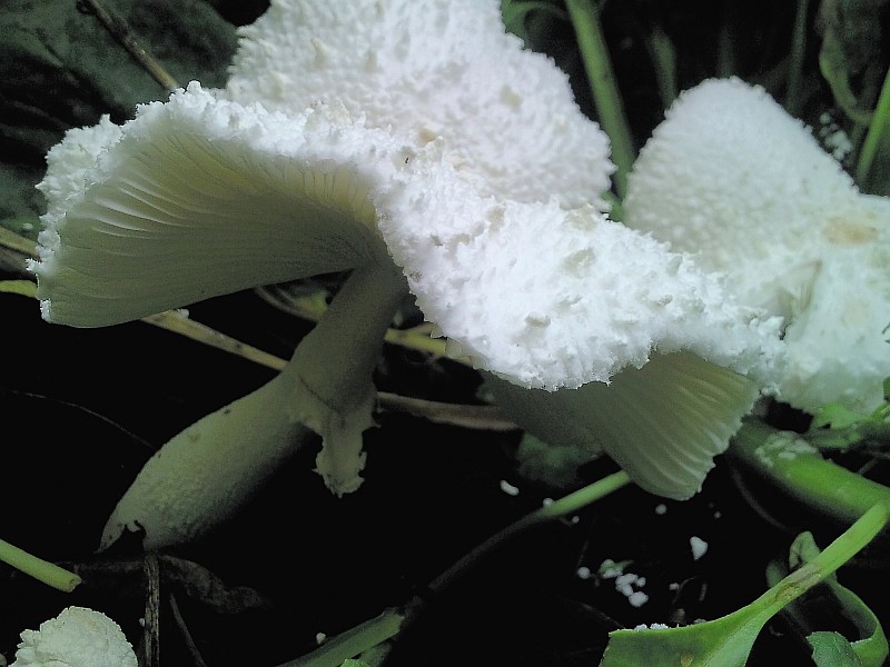 Leucocoprinus cretaceus (door Wim Hoogendoorn)