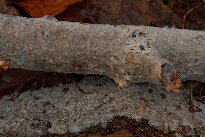 Sistotrema oblongisporum (door Aldert Gutter)